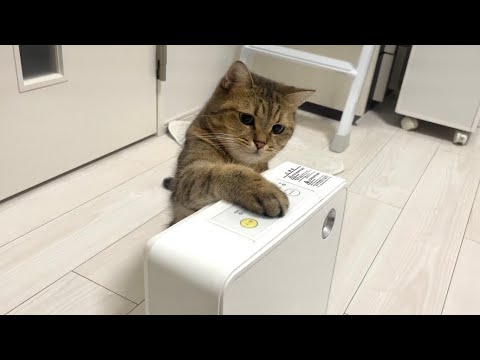 部屋が寒くなるとヒーターの電源をポチッと入れる猫 サムネイル