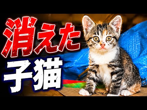 台風直撃して消えた子猫のその後