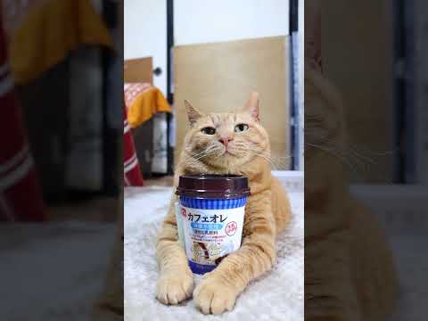 カフェラテ砂糖不使用　260305　カフェラテ　のせ猫　 cat　 cute　 ネコ　 猫のいる暮らし　 ねこ　 猫… サムネイル