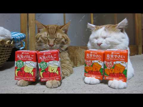 かご猫LIVE配信　2026年5月29日 サムネイル