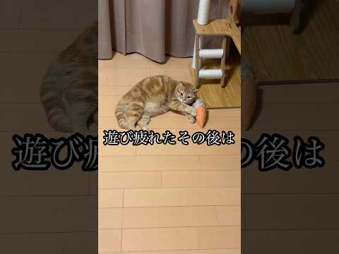 遊び疲れたその後は 猫 cat アメショ 蹴りぐるみ 昼寝 うめ サムネイル