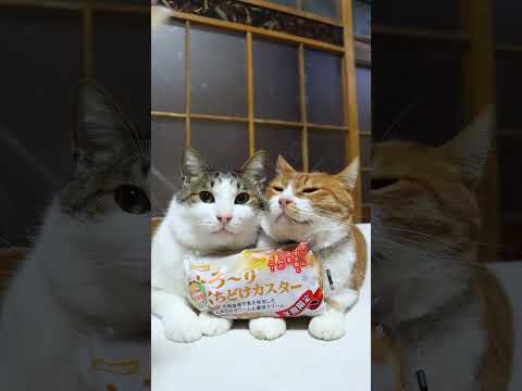 とろ～りくちどけカスター　251218　#のせ猫　 #cat　 #cute　 #猫のいる暮らし　 #ねこ　 #ネコ…