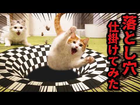 猫にトリックアートの落とし穴を仕掛けてみた結果… サムネイル