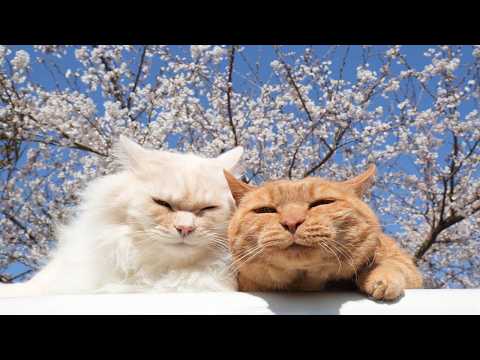 さくら　のせ猫　2026　260421 サムネイル