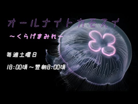 話題のマレディベンシス！神回オールナイトカモスイでくらげの魅力を解説