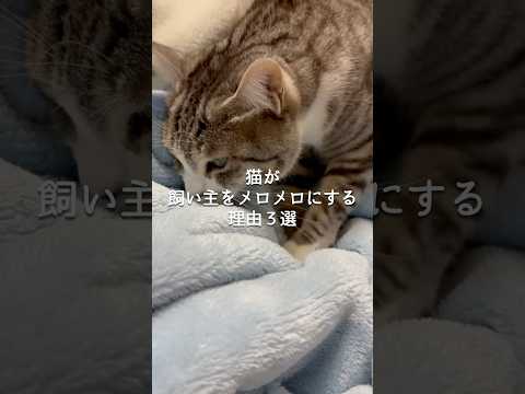 猫が飼い主をメロメロにする理由3選 猫 ねこ ねこのいる生活 ねこ動画 猫動画 猫好きさんと繋がりたい 保護猫 雑学… サムネイル