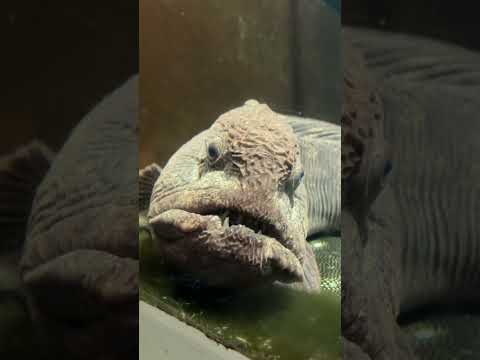 おたる水族館海産総選挙　②オオカミウオ サムネイル