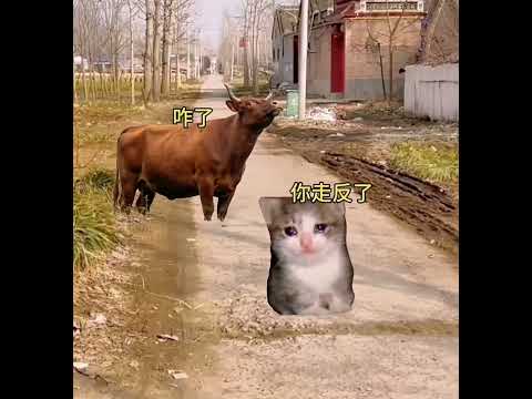 牛：你有我懂这条路吗？ 有趣 猫meme 猫meme剧场 猫meme小剧场 内容过于真实  故事 貓 猫猫meme小剧… サムネイル