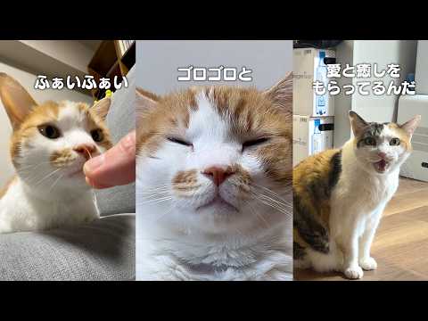 猫飼ってる人にしかワカラナイ７連発