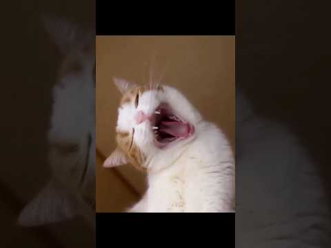 うっとり猫動画♥ サムネイル