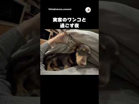 実家ではワンコと一緒に…💤｜PECO サムネイル