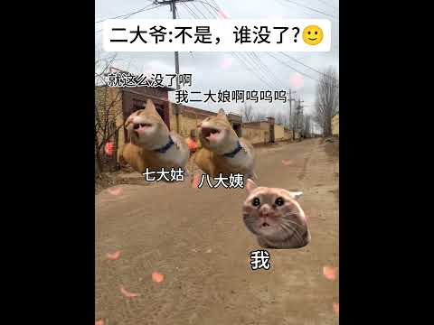 哭错了，是二大娘😭 有趣 猫meme 猫meme剧场 猫meme小剧场 内容过于真实  故事 貓 猫猫meme小剧场…