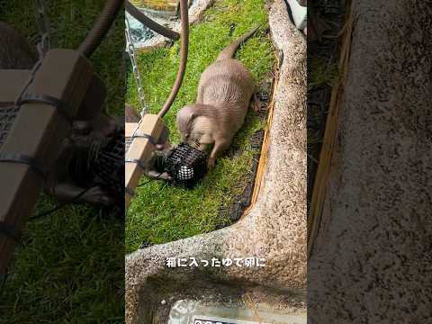 【コツメカワウソ】ゆで卵に夢中のコツメカワウソ【サンシャイン水族館】shorts 水族館 サムネイル