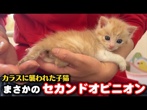 カラスに襲われた子猫…深刻な状態でした サムネイル