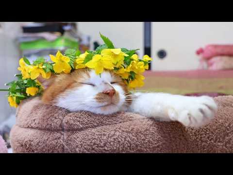 山吹冠のせ猫　2026　260509 サムネイル