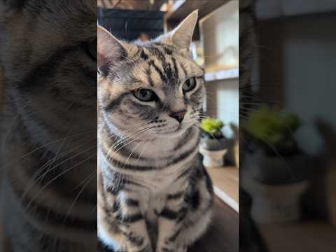アメショーのラッテ アメショ アメリカンショートヘア ＃猫との暮らし猫と暮らす家猫 サムネイル