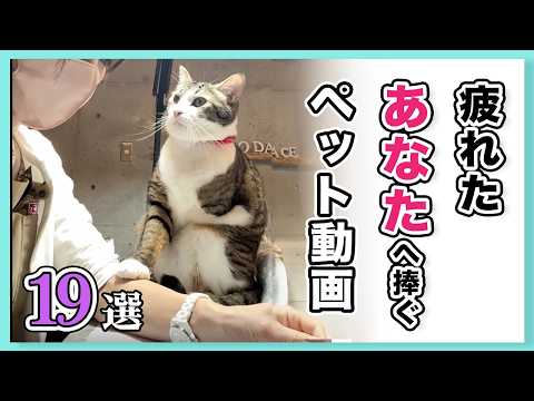 【しんどい人に見てほしい動画19選】今日も生きてるだけで偉い👏|PECO
