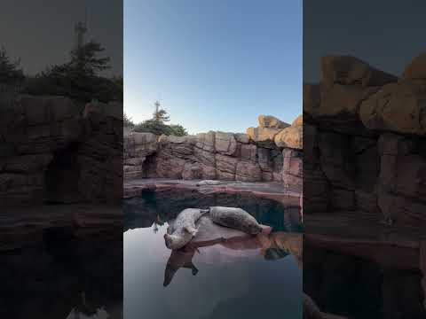 加茂ゴマフアザラシ　ゴマフアザラシ　加茂水族館　shorts サムネイル
