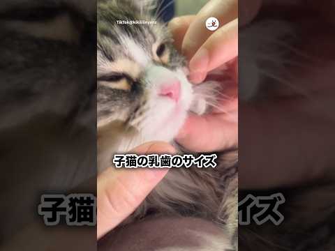 グラグラ🦷｜PECO サムネイル