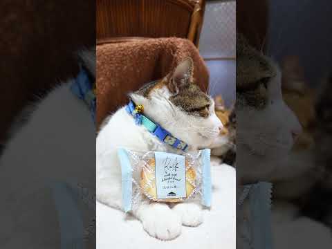 ティータイムブレッド 溶かしバターのリッチシュガーラスク　260504　のせ猫　 cat　 cute　 シャトレーゼ… サムネイル