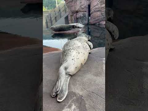 加茂ゴマフアザラシ　ゴマフアザラシ　加茂水族館　shorts サムネイル