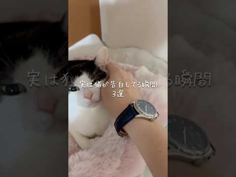 実は猫が告白してる瞬間3選 猫 ねこ 猫のいる暮らし 猫好きさんと繋がりたい 猫動画 ねこ動画 雑学 豆知識 VOIC… サムネイル