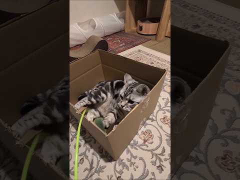 アメショーのラッテ アメショ アメリカンショートヘア 猫と暮らす家猫との暮らし猫 サムネイル