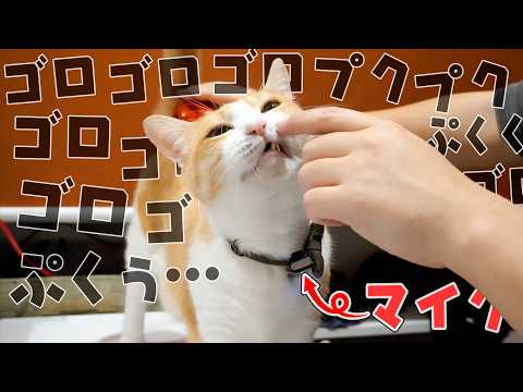 ブラッシングされてメロメロになってる猫にピンマイクをつけたら喉のゴロゴロが止まらなくなっていましたwww サムネイル