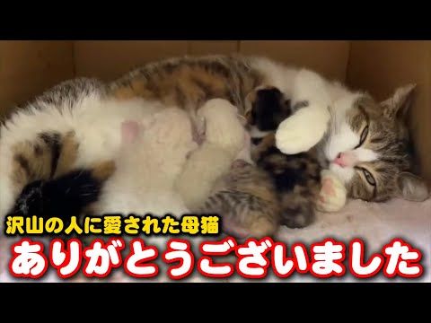 17匹の子猫を育てあげたママ猫がここを去ります