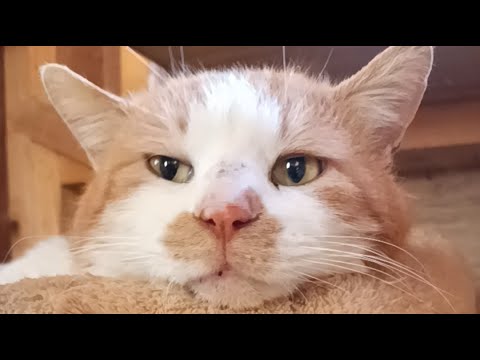 野良猫 がライブ配信中！　20260412 サムネイル