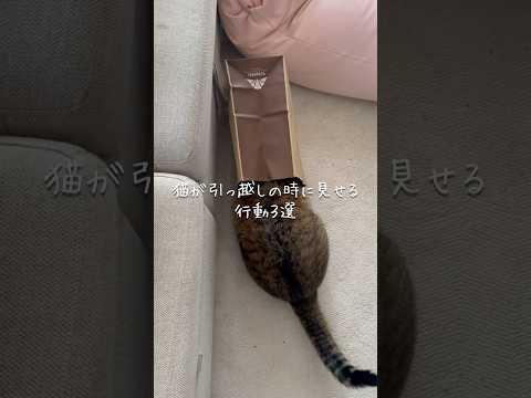 猫が引っ越しの時に見せる行動3選 猫 ねこ 猫好きさんと繋がりたい 猫のいる暮らし 保護猫 ねこ動画 ねこのいる生活… サムネイル