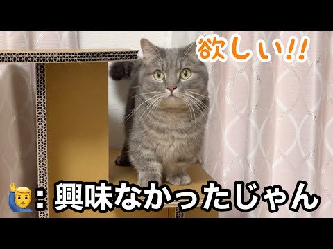 さっきまで興味なかった猫が、おもちゃを見た瞬間ここまでおめめがクリクリになるとは思わなかった