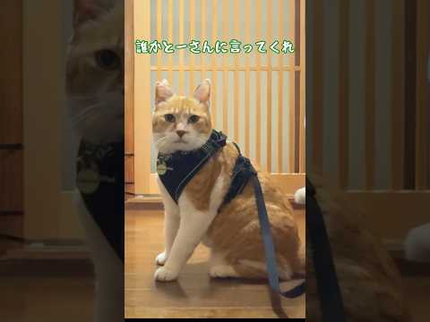 猫ド素人の父と意思疎通がとれません！元野良猫チャチャ 猫武将 ねこ cat サムネイル