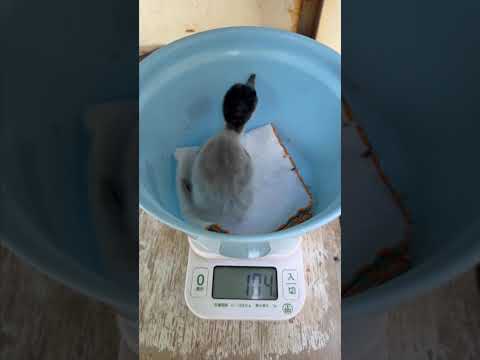 6/15ふ化🐣ジェンツーペンギンふ化当日~生後7日目