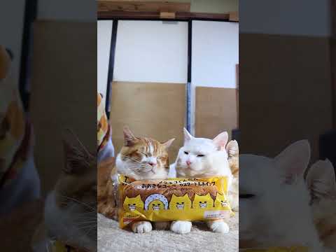 ノラネコぐんだん　おおきなコッペ　カスタード＆ホイップ　260221　　ローソン　 cat のせ猫 cute　 kit… サムネイル