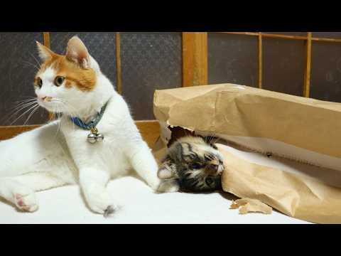 紙袋と猫たち　Paper bag and cat　260315 サムネイル