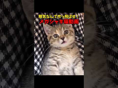 目がシャキーン！🌞 サムネイル