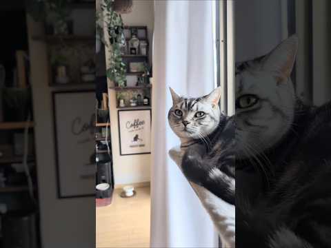 アメショーのラッテ アメショ アメリカンショートヘア 猫と暮らす家＃猫との暮らし猫 サムネイル