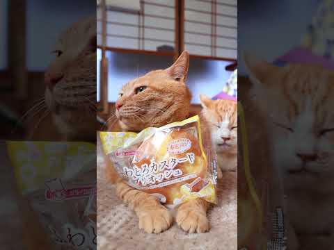 ふわとろカスタード ブリオッシュ　260322　のせ猫　 cat　 cute　 kitten　 cutecat　 ki… サムネイル
