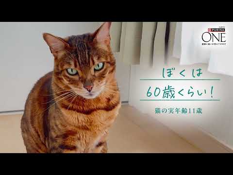 4倍の速さで進む😺猫ちゃんの時間。11歳からの身体に合わせた「食事の選択」 サムネイル
