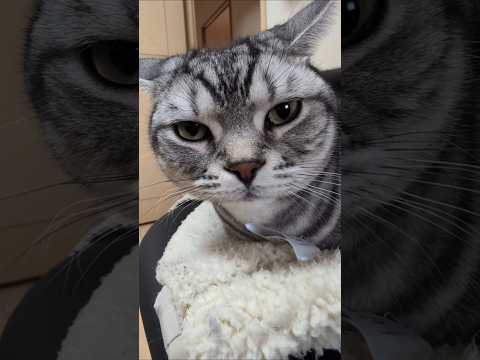 アメショーのラッテ アメショ アメリカンショートヘア 猫と暮らす家猫との暮らし猫 サムネイル