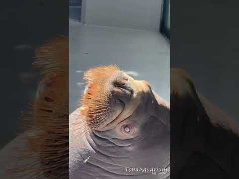 《鳥羽水族館》 のんびり成長中〜☺️ 鳥羽水族館 tobaaquarium animals セイウチ walrus サムネイル