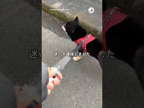 柴を拾いました｜PECO サムネイル