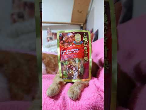 有機むき甘栗　261013　 cat のせ猫 cute　 ねこ　 猫のいる暮らし　 有機むき甘栗