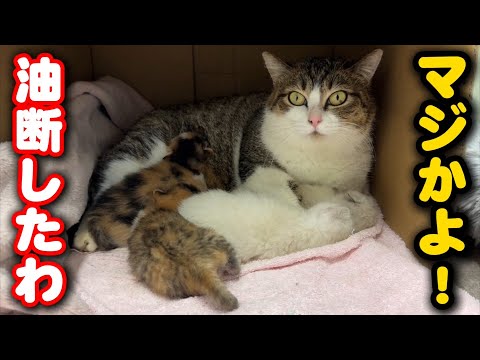 ママ猫の意表を突く行動にビックリしました サムネイル