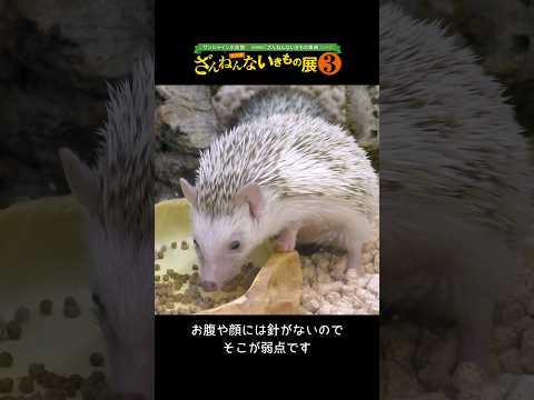 【ハリネズミ】針で身を守るハリネズミ【サンシャイン水族館】shorts 水族館 サムネイル