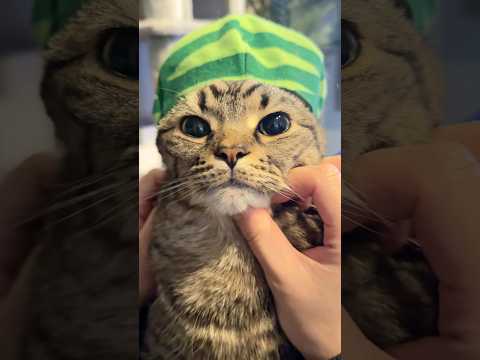 アラブの国民すぎる猫、マジで可愛い...!! cat 猫 サムネイル