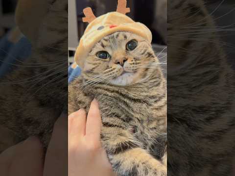 最新！可愛いニャンズの日常が話題に！