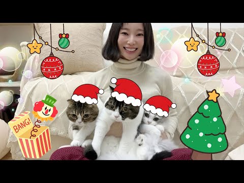 猫たちとクリスマスを過ごしてみたら大喜びで最高でした！