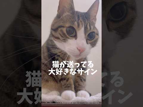 猫が送ってる大好きなサインcats shorts 球太 サムネイル